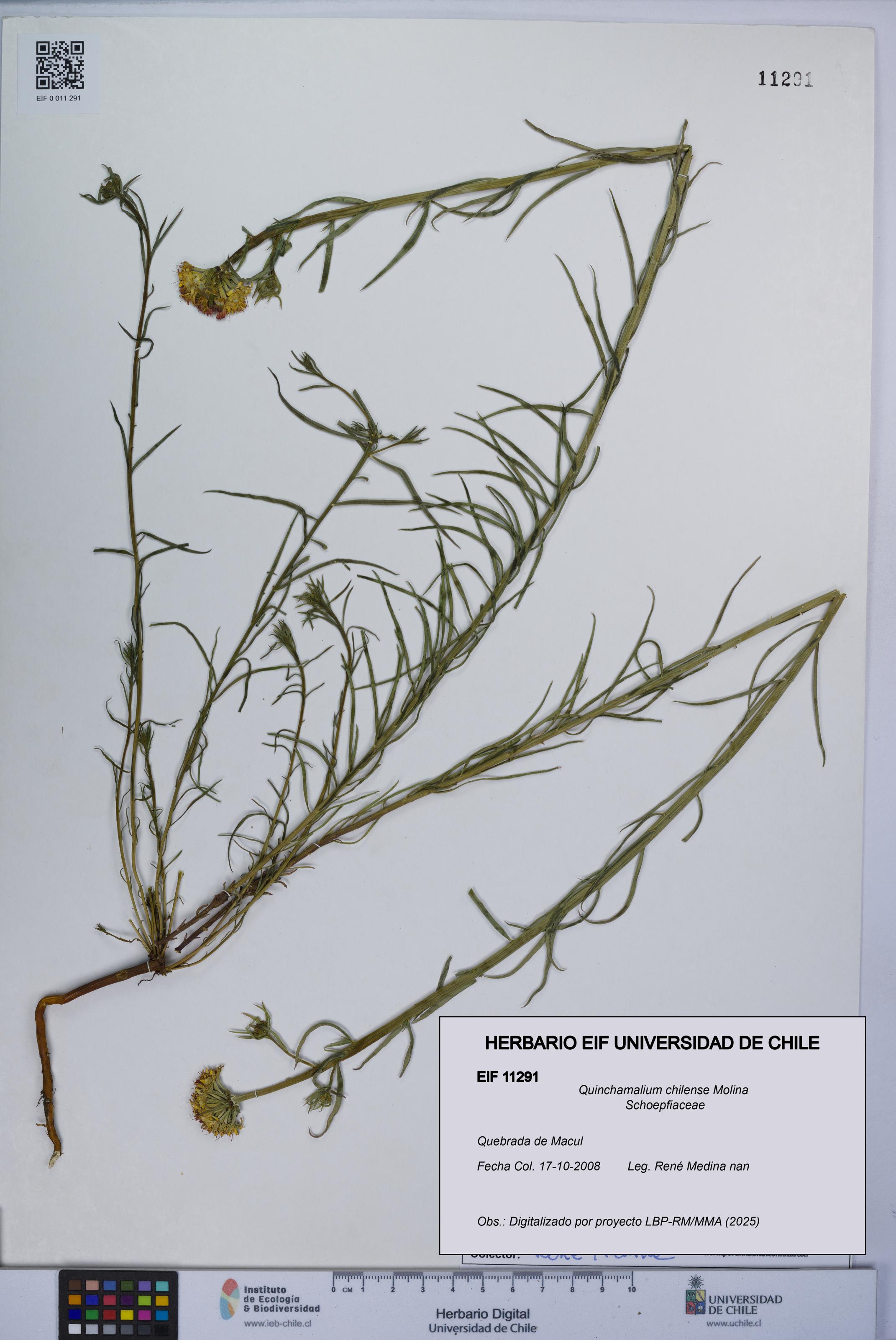 Quinchamalium chilense [Espécimen: UCH:EIF:0011291]