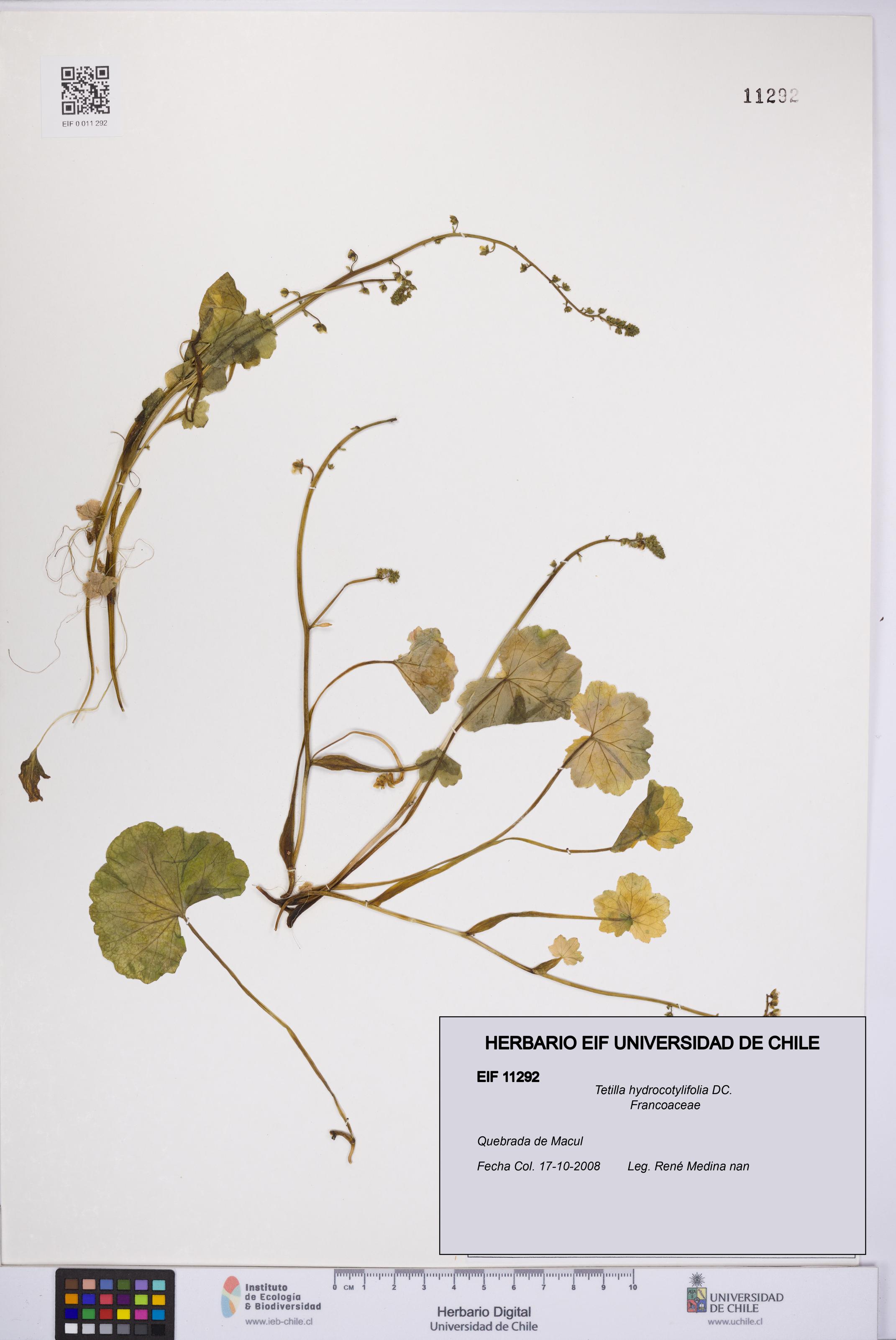 Tetilla hydrocotylifolia [Espécimen: UCH:EIF:0011292]