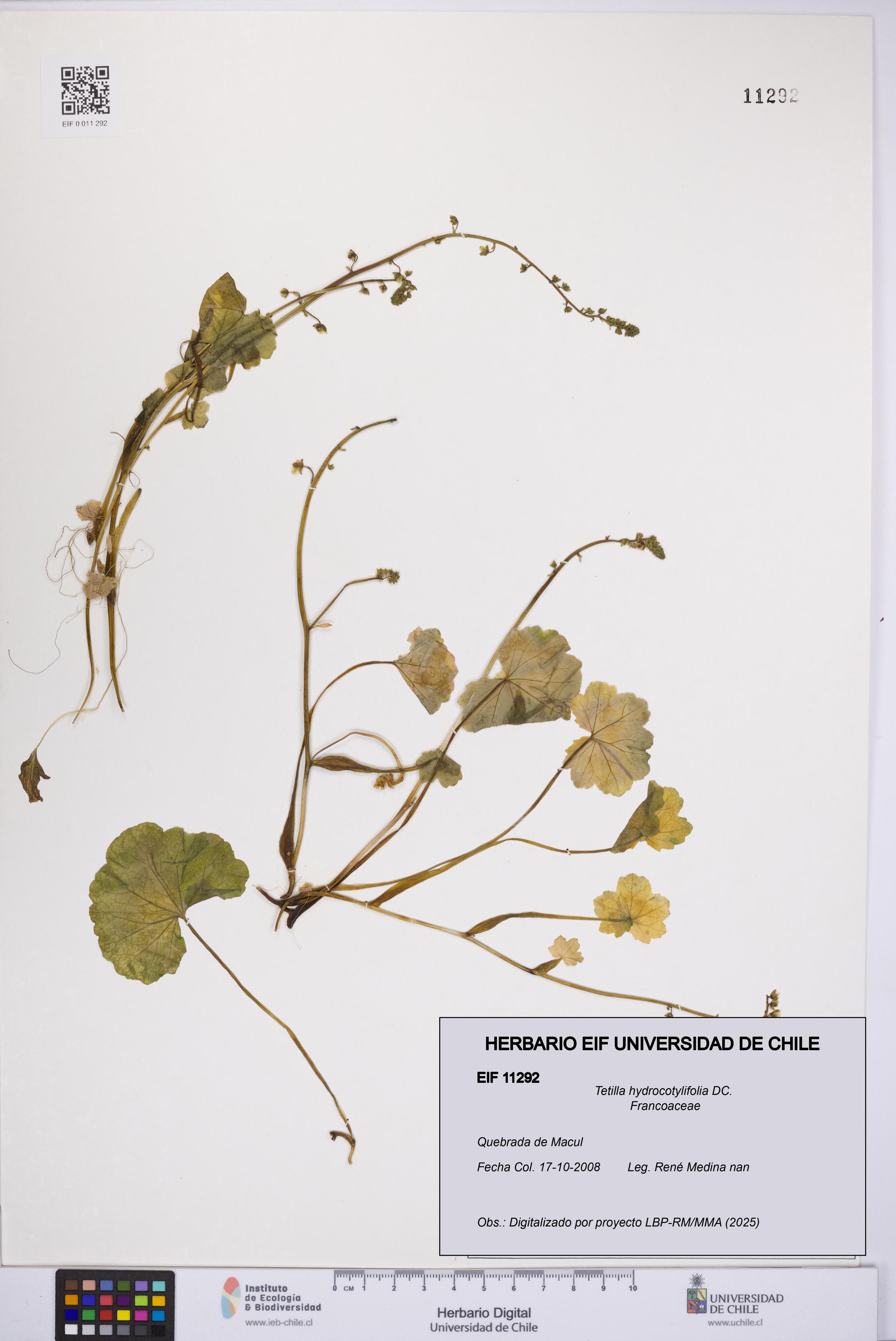 Tetilla hydrocotylifolia [Espécimen: UCH:EIF:0011292]