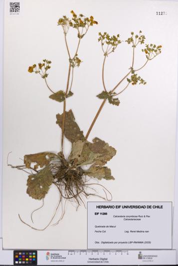 Calceolaria corymbosa [Espécimen: UCH:EIF:0011293]