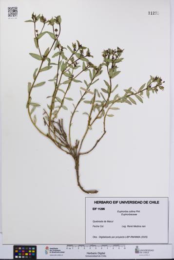 Euphorbia collina [Espécimen: UCH:EIF:0011295]