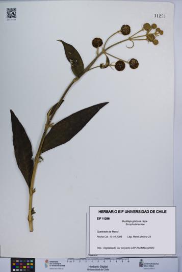 Buddleja globosa [Espécimen: UCH:EIF:0011296]