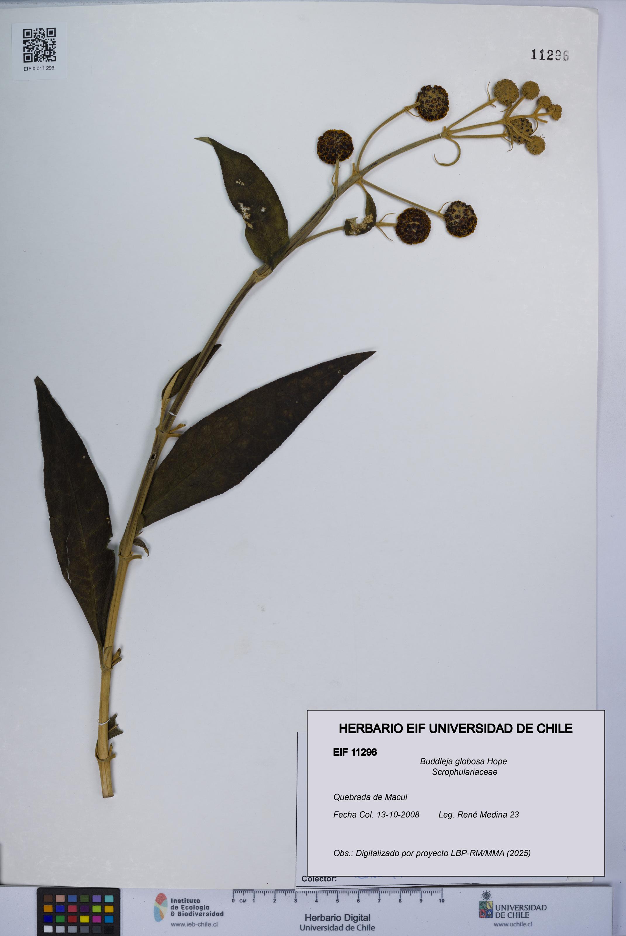 Buddleja globosa [Espécimen: UCH:EIF:0011296]