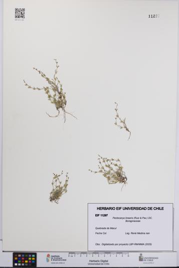 Pectocarya linearis [Espécimen: UCH:EIF:0011297]