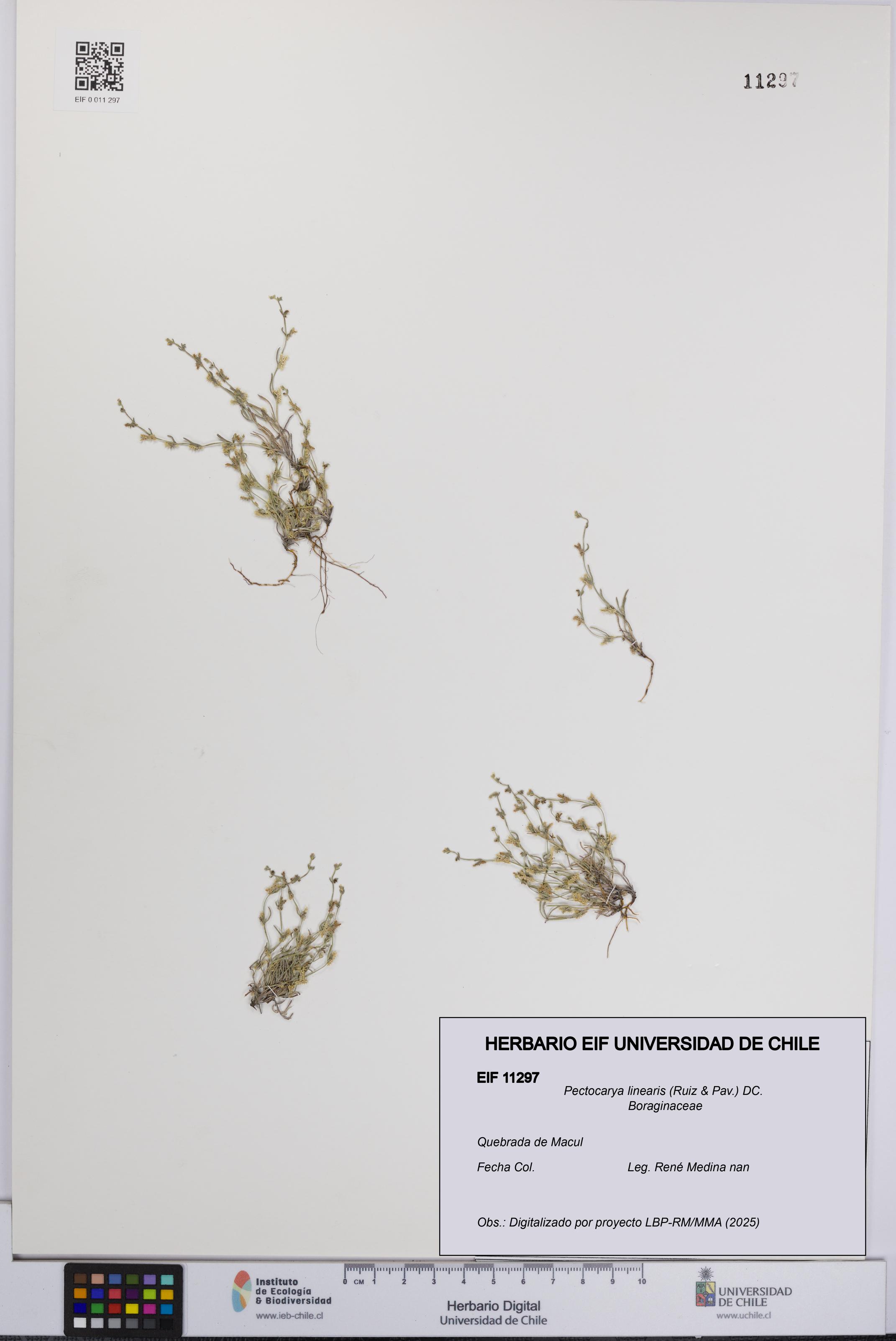 Pectocarya linearis [Espécimen: UCH:EIF:0011297]