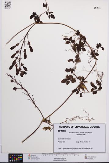 Eccremocarpus scaber [Espécimen: UCH:EIF:0011298]