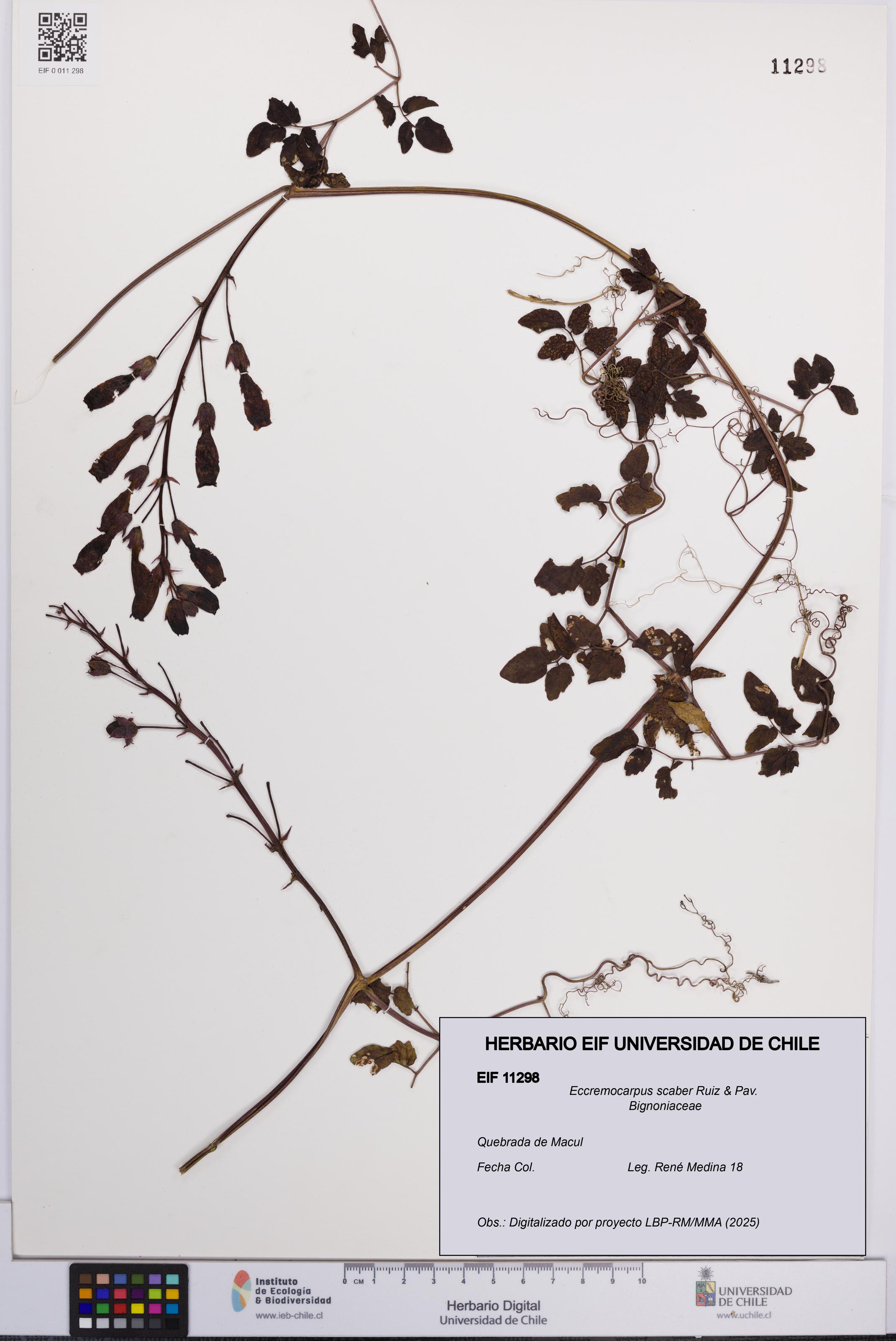 Eccremocarpus scaber [Espécimen: UCH:EIF:0011298]