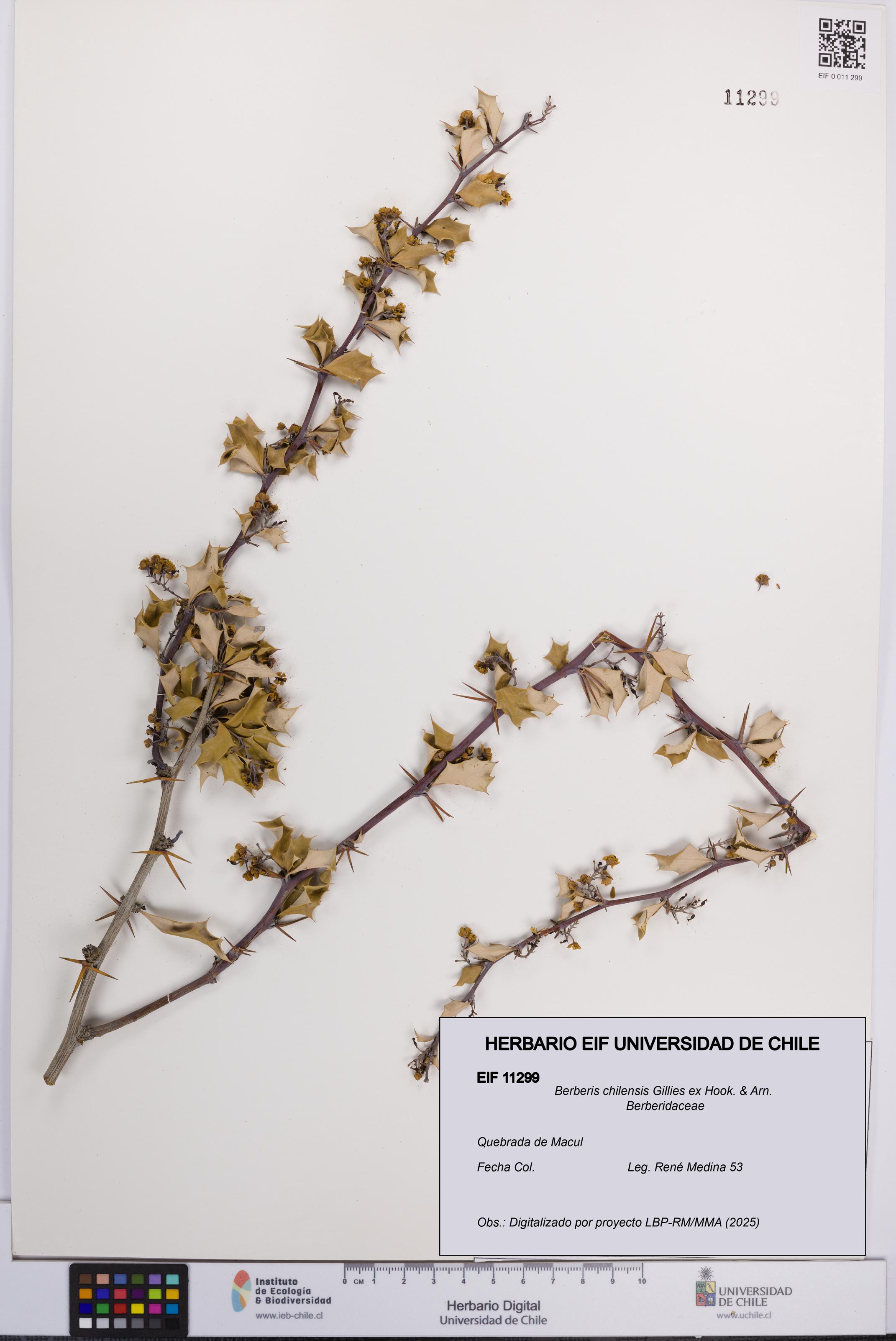Berberis chilensis [Espécimen: UCH:EIF:0011299]