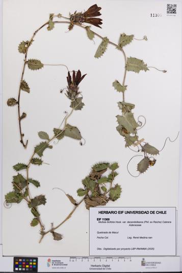 Mutisia ilicifolia [Espécimen: UCH:EIF:0011300]