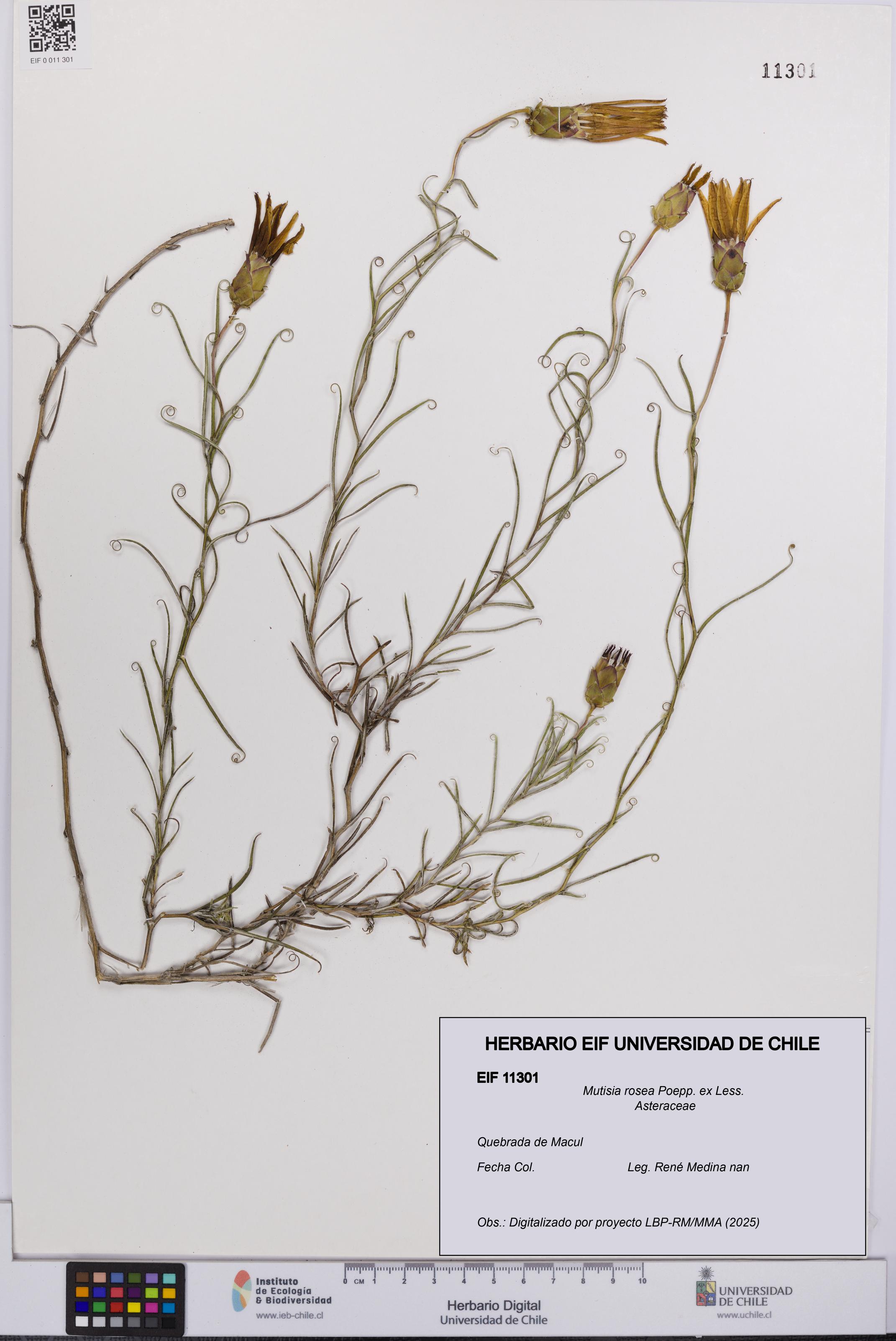 Mutisia rosea [Espécimen: UCH:EIF:0011301]