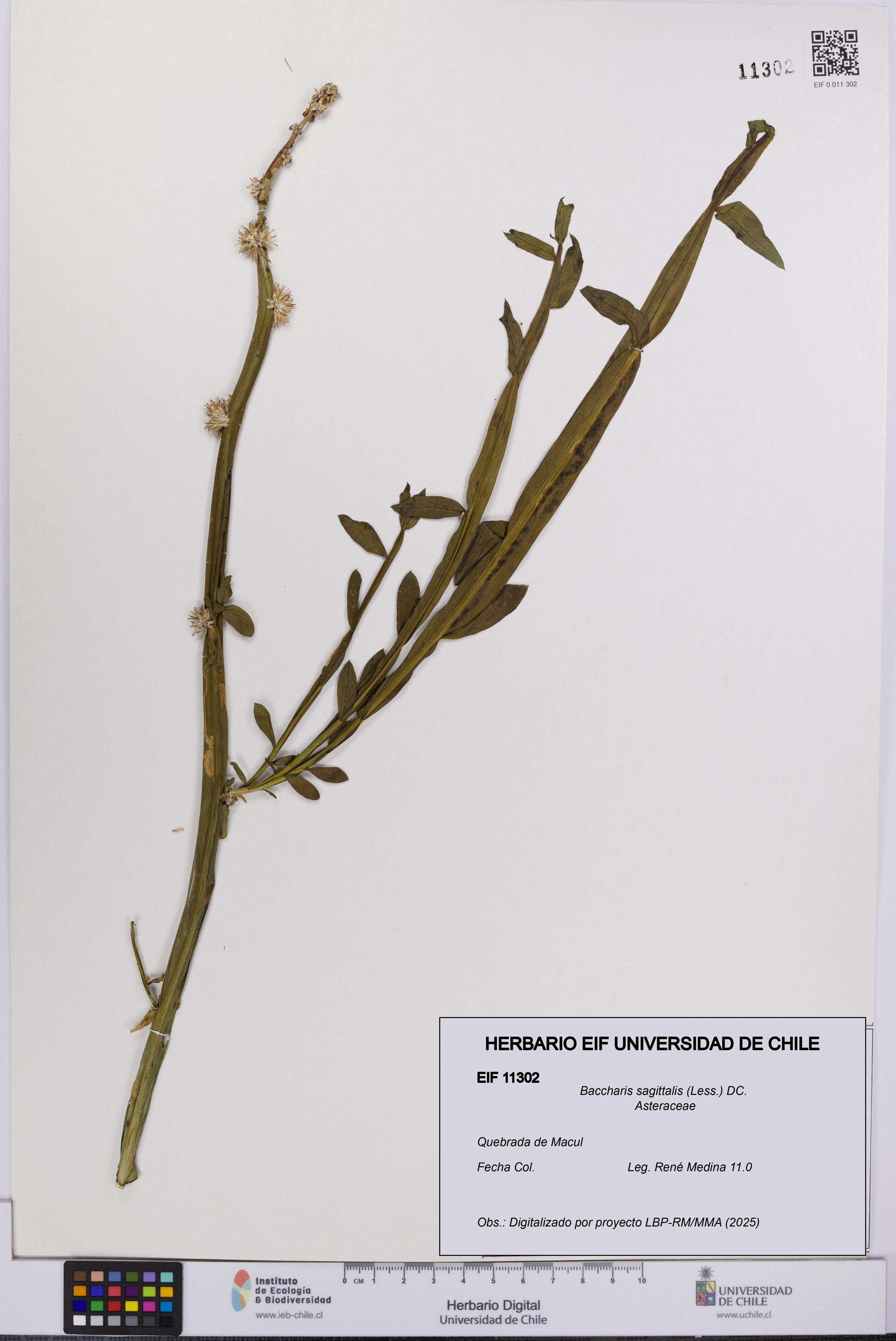 Baccharis sagittalis [Espécimen: UCH:EIF:0011302]