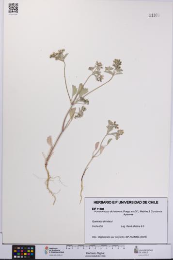 Homalocarpus dichotomus [Espécimen: UCH:EIF:0011303]