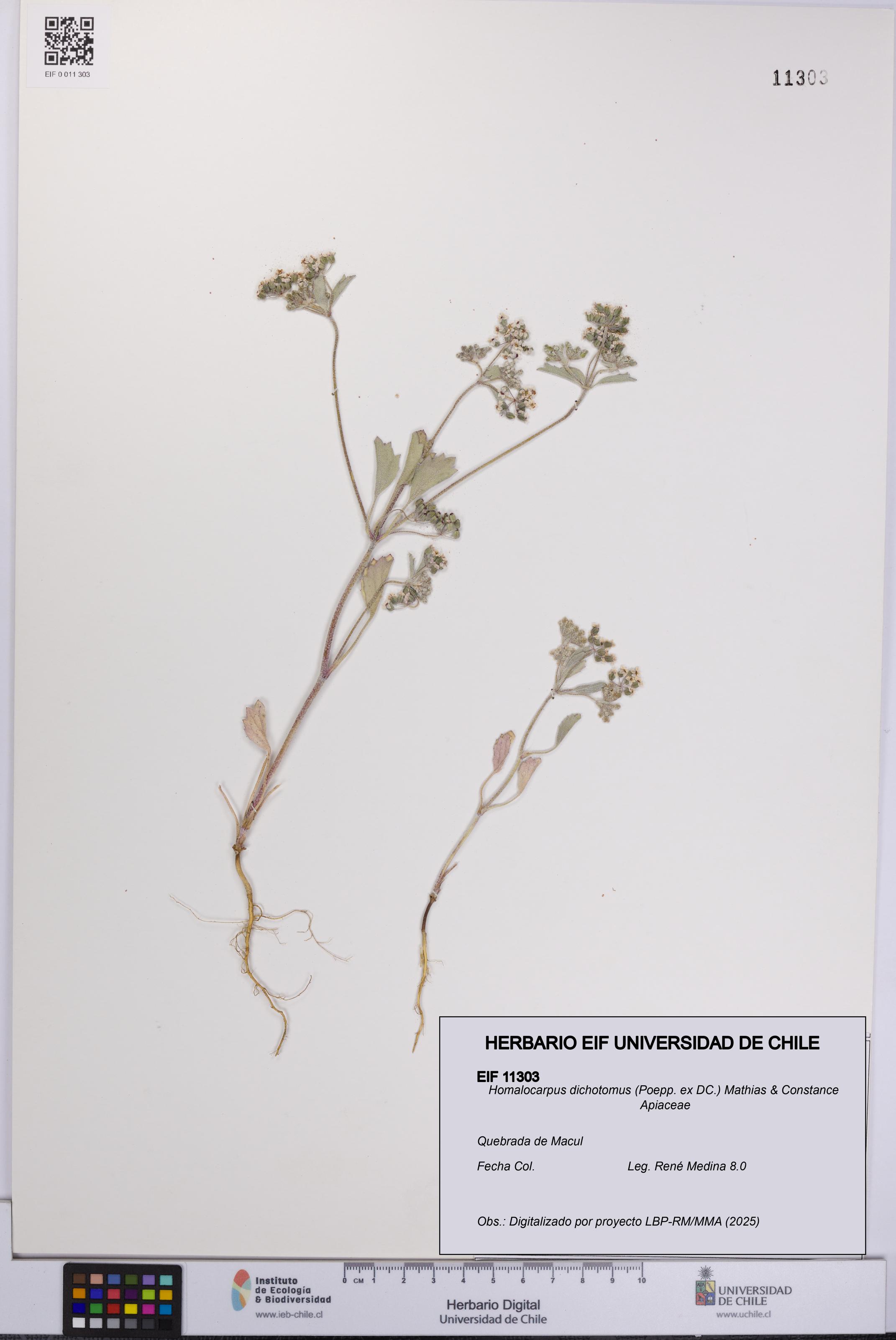 Homalocarpus dichotomus [Espécimen: UCH:EIF:0011303]