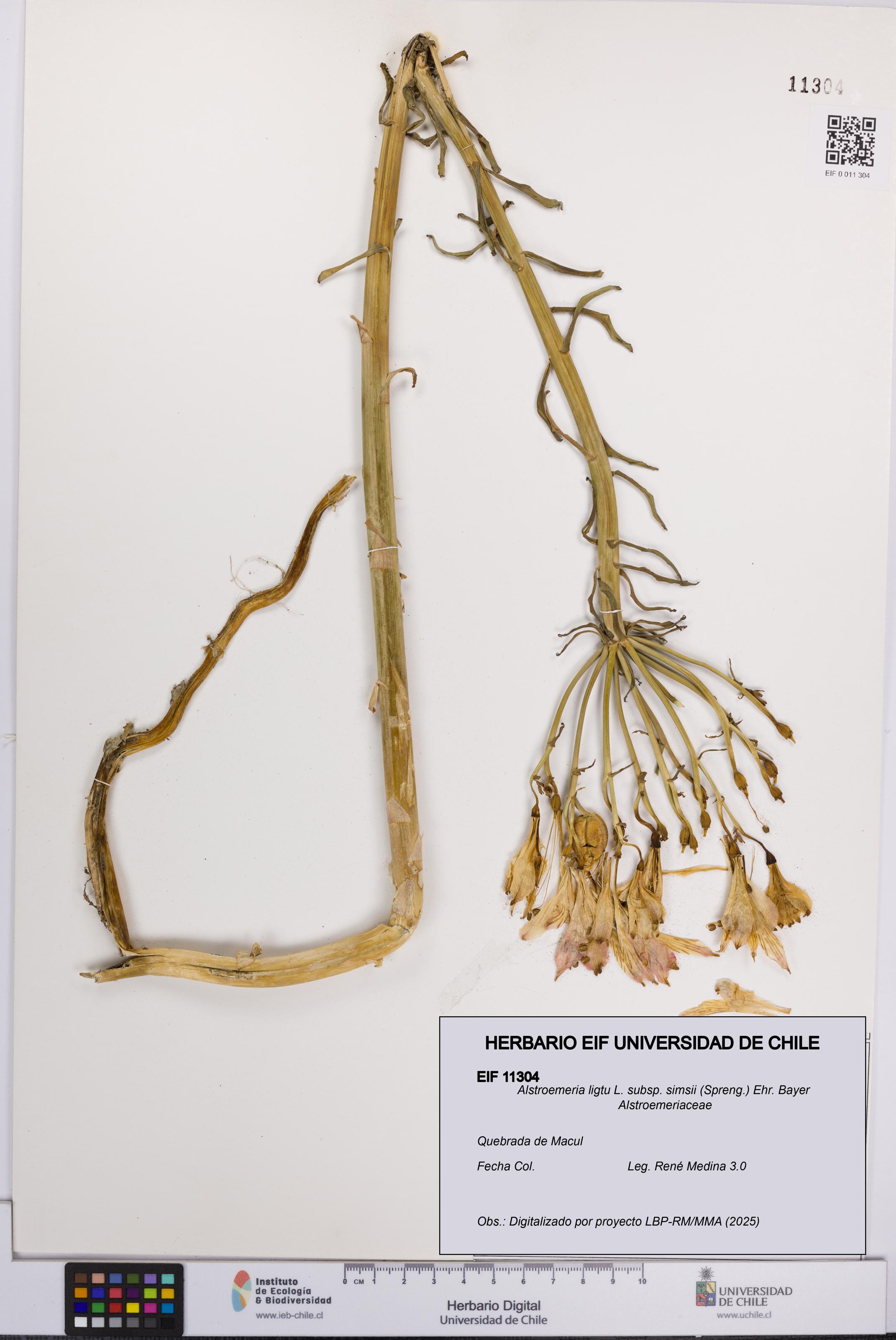 Alstroemeria ligtu subsp. simsii [Espécimen: UCH:EIF:0011304]
