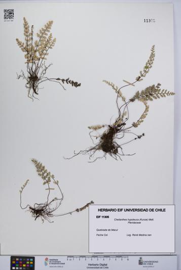 Cheilanthes hypoleuca [Espécimen: UCH:EIF:0011305]