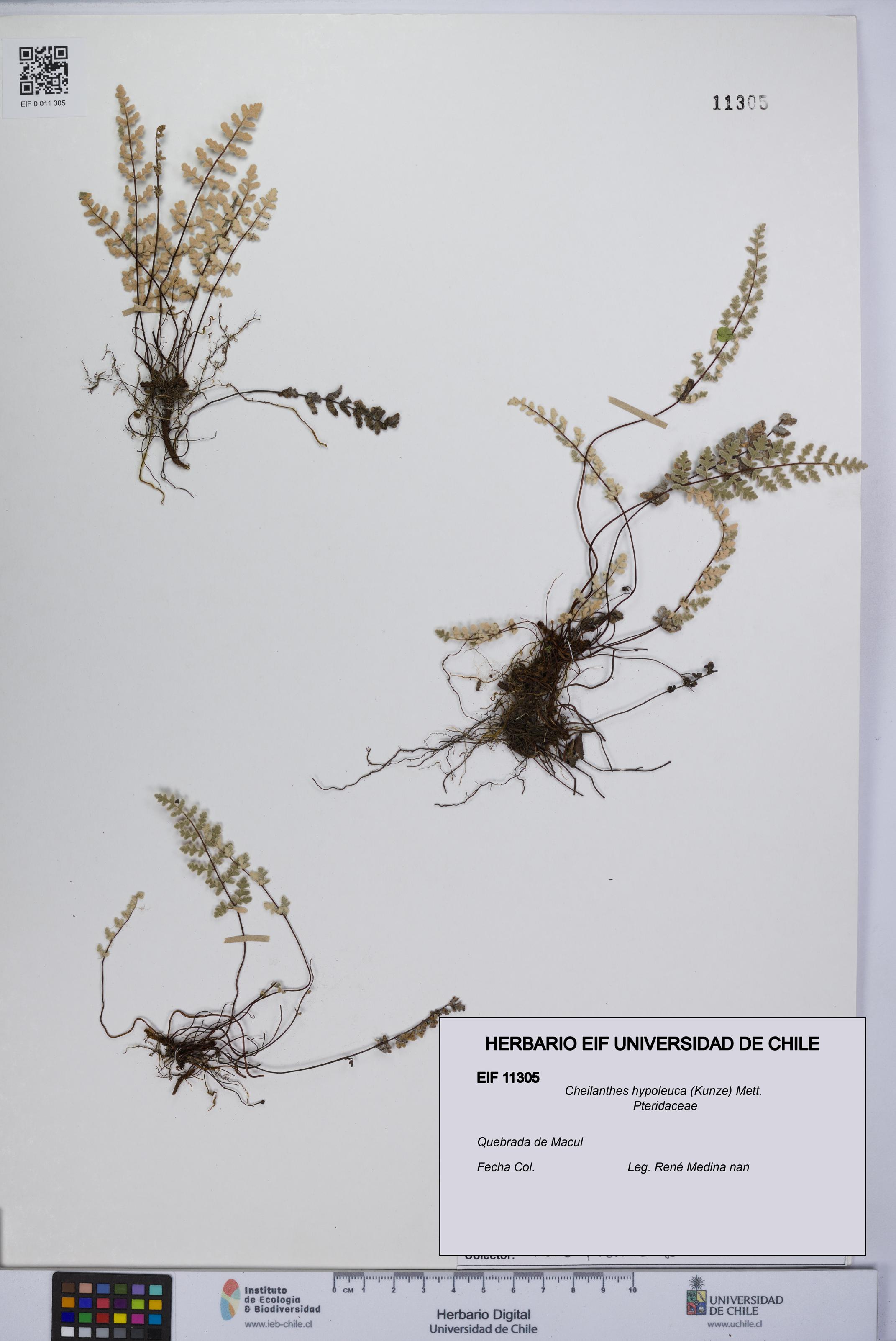 Cheilanthes hypoleuca [Espécimen: UCH:EIF:0011305]