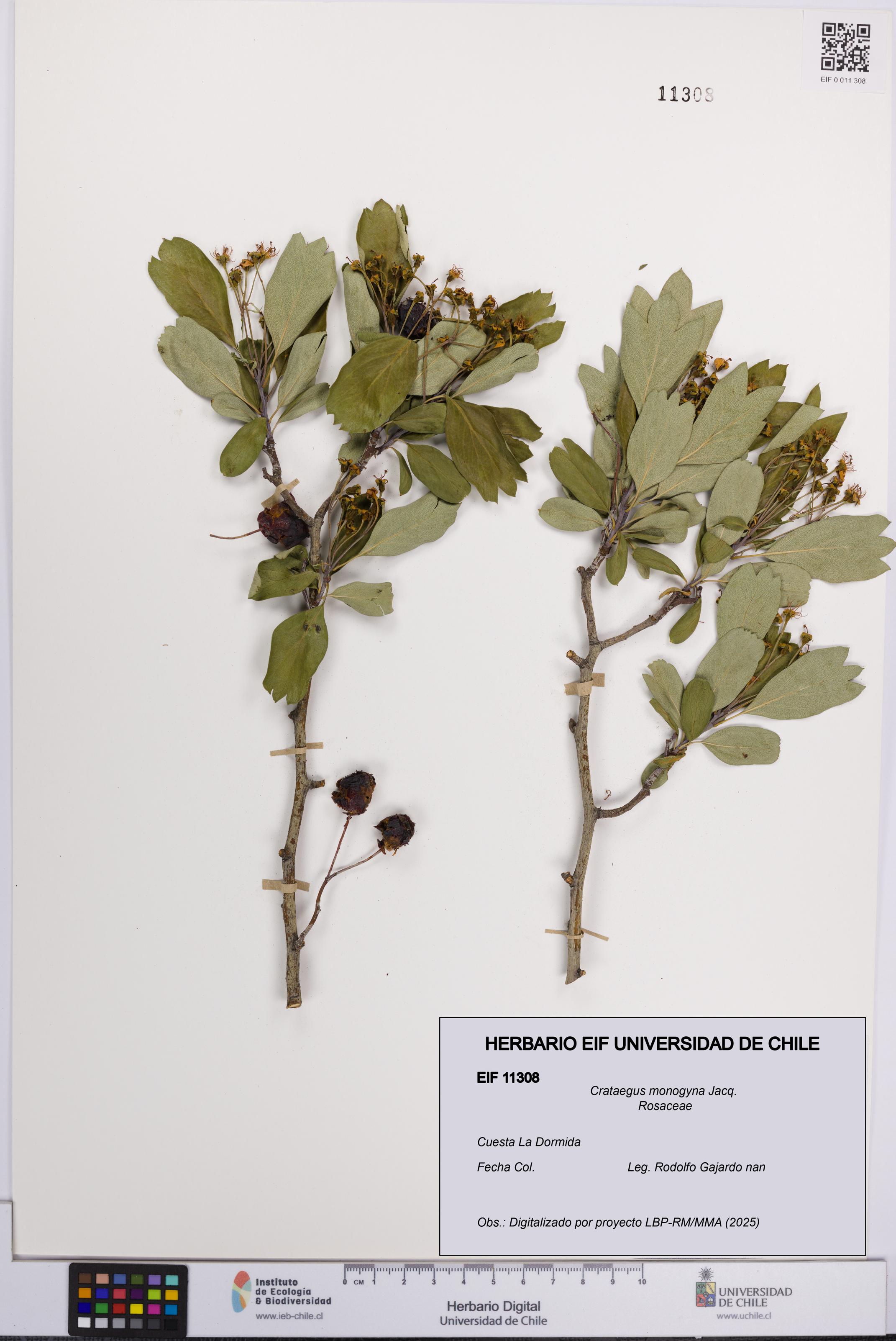 Crataegus monogyna [Espécimen: UCH:EIF:0011308]