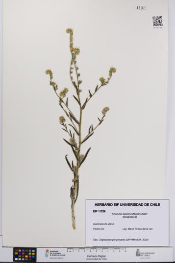 Amsinckia calycina [Espécimen: UCH:EIF:0011329]