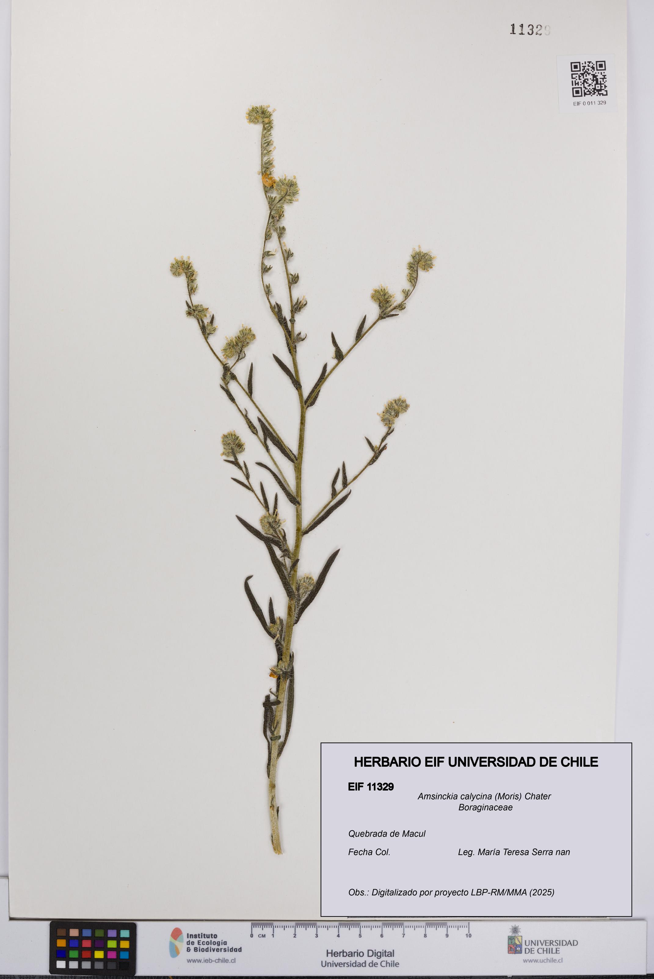Amsinckia calycina [Espécimen: UCH:EIF:0011329]