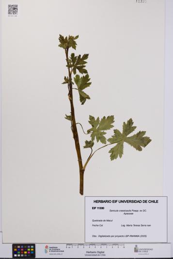 Sanicula crassicaulis [Espécimen: UCH:EIF:0011330]