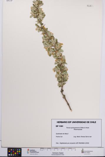 Trevoa quinquenervia [Espécimen: UCH:EIF:0011331]