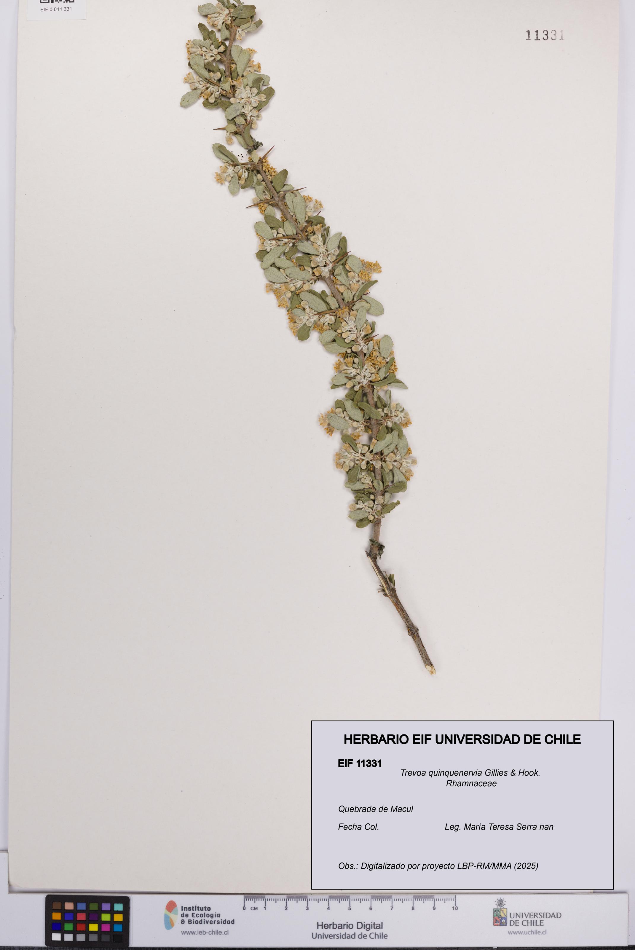 Trevoa quinquenervia [Espécimen: UCH:EIF:0011331]