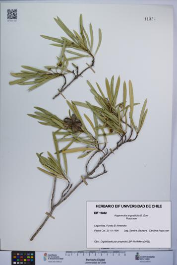 Kageneckia angustifolia [Espécimen: UCH:EIF:0011332]