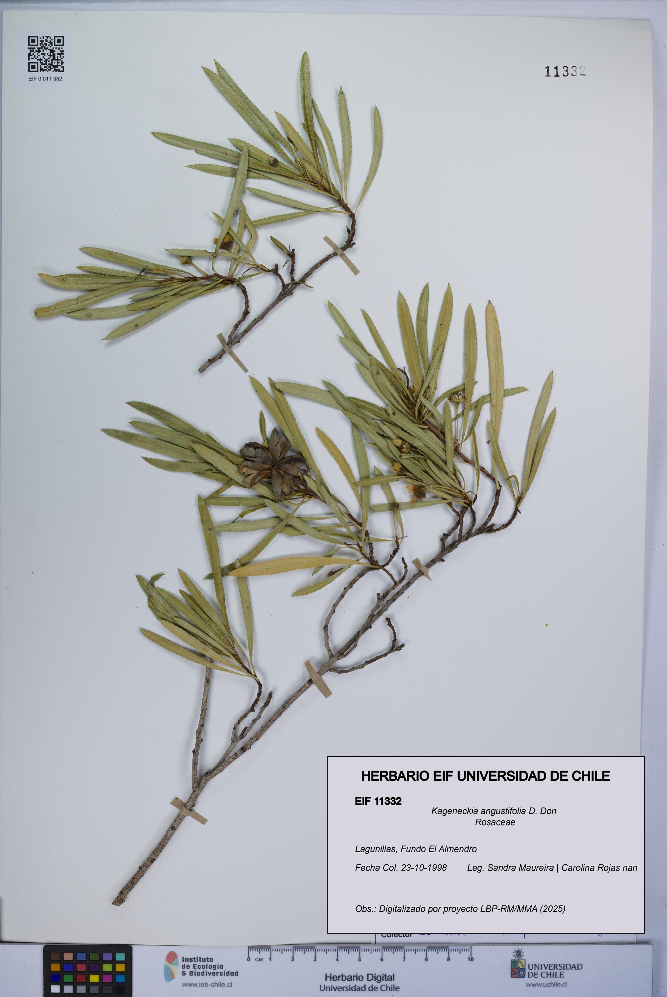 Kageneckia angustifolia [Espécimen: UCH:EIF:0011332]
