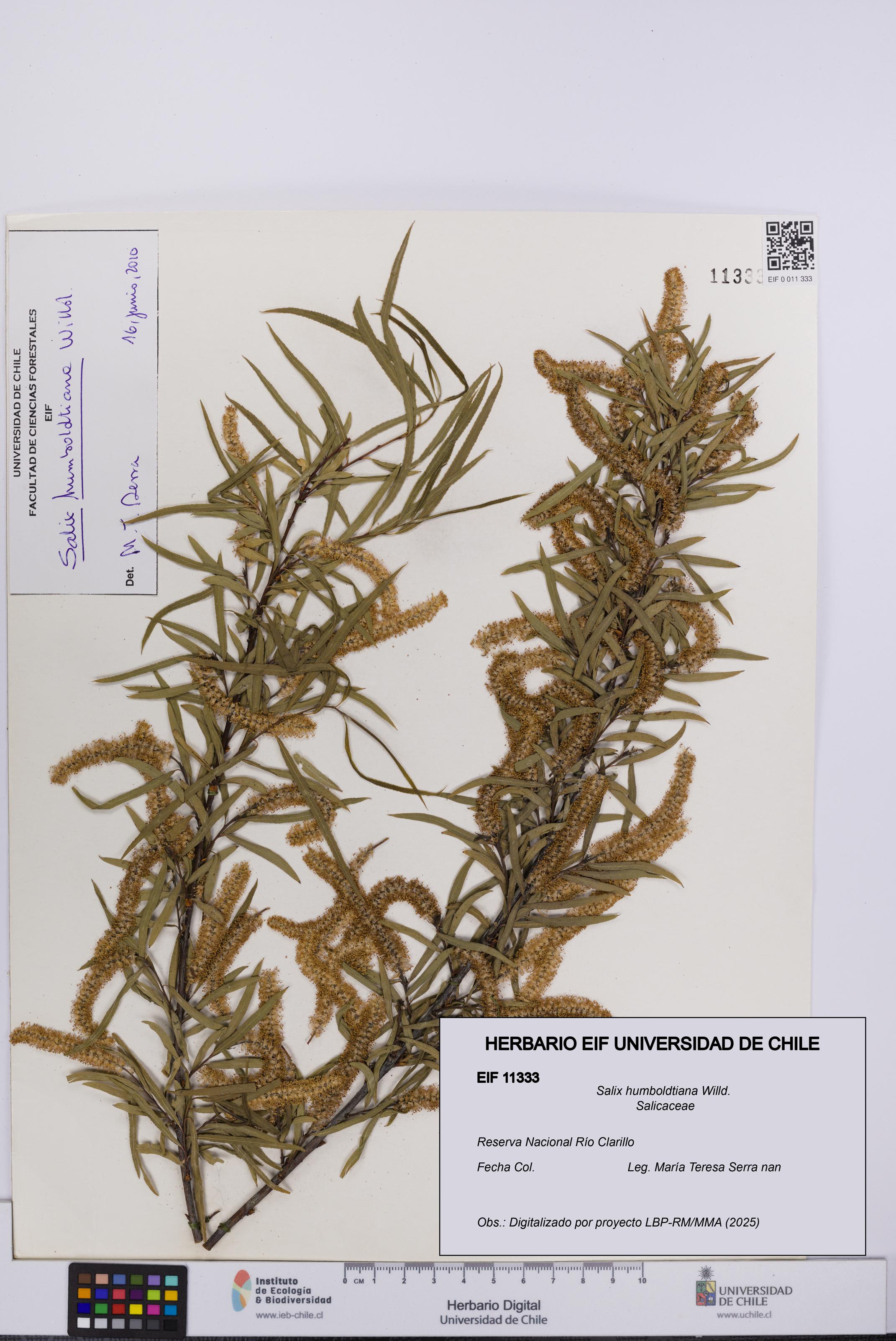 Salix humboldtiana [Espécimen: UCH:EIF:0011333]