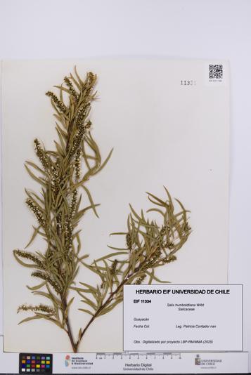 Salix humboldtiana [Espécimen: UCH:EIF:0011334]