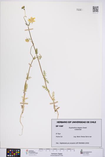 Scyphanthus elegans [Espécimen: UCH:EIF:0011337]