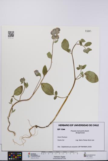 Phacelia brachyantha [Espécimen: UCH:EIF:0011344]