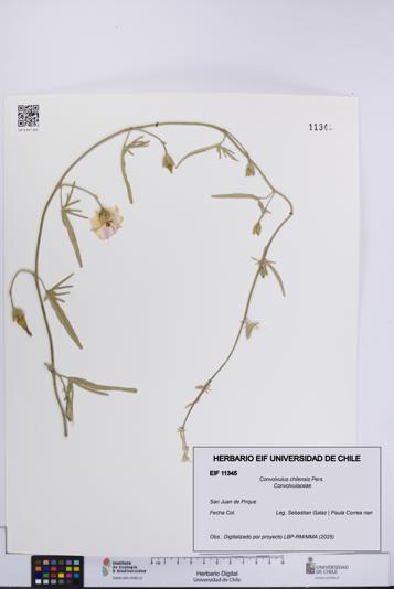 Convolvulus chilensis [Espécimen: UCH:EIF:0011345]