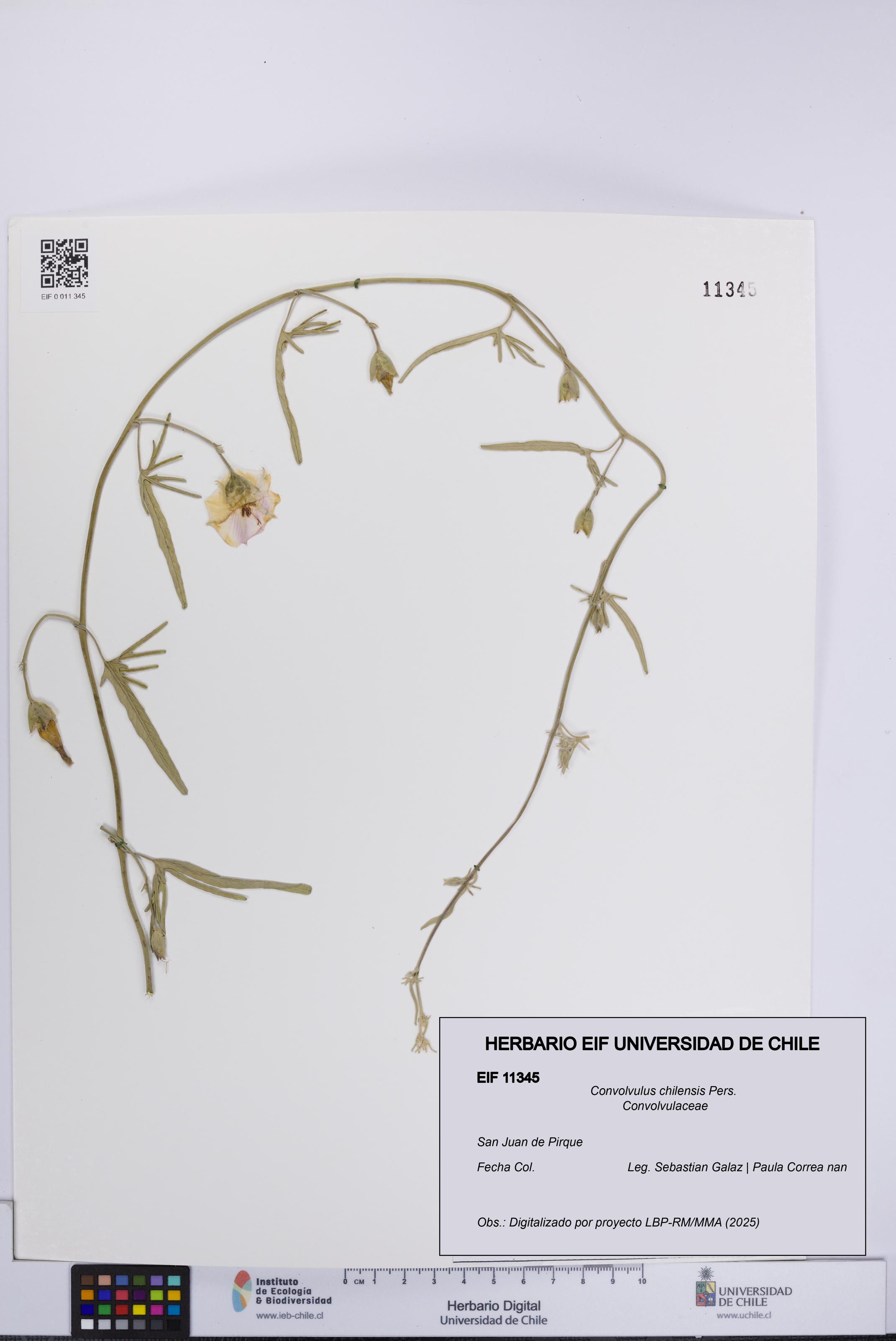 Convolvulus chilensis [Espécimen: UCH:EIF:0011345]