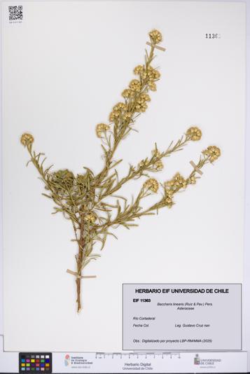 Baccharis linearis [Espécimen: UCH:EIF:0011363]