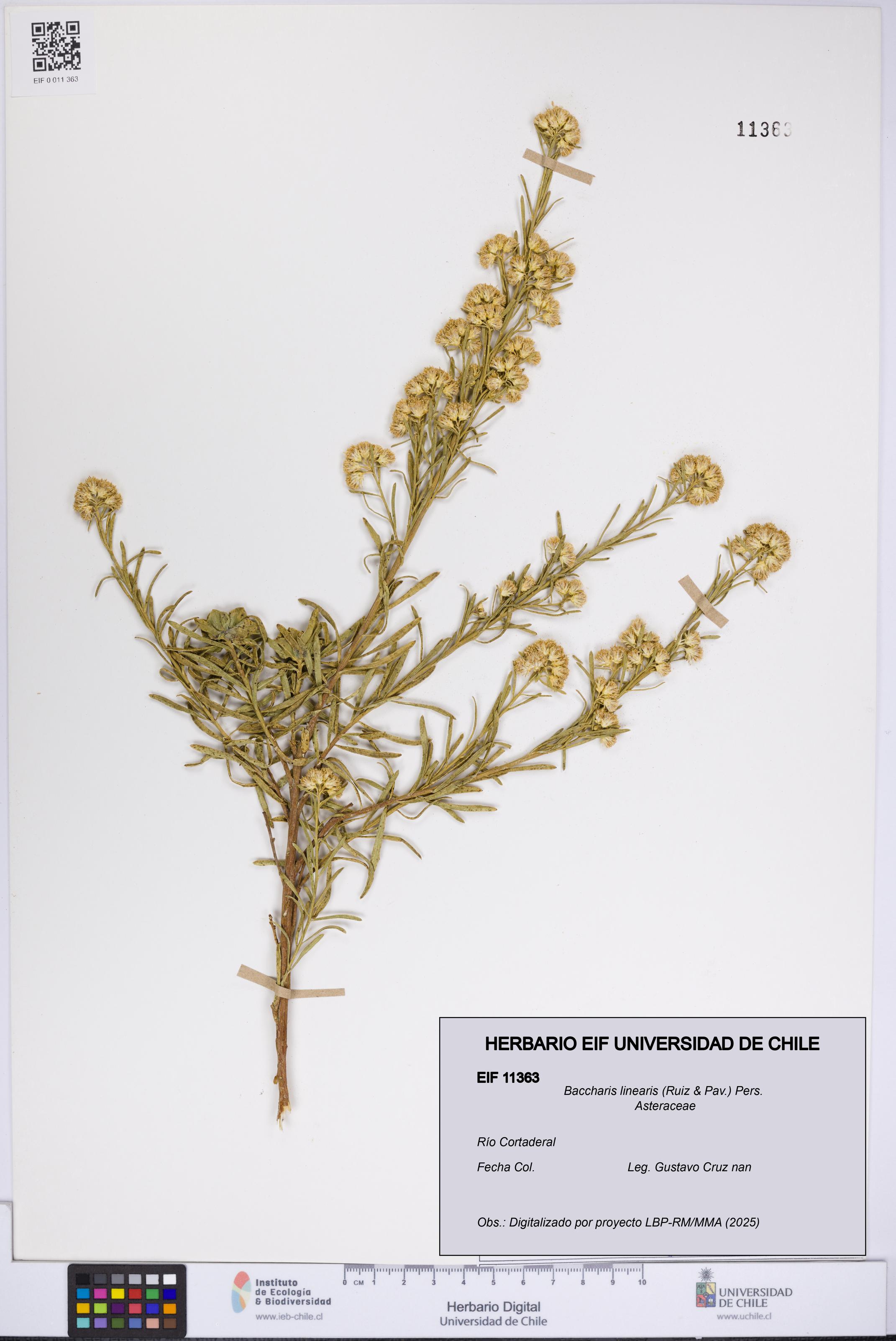 Baccharis linearis [Espécimen: UCH:EIF:0011363]