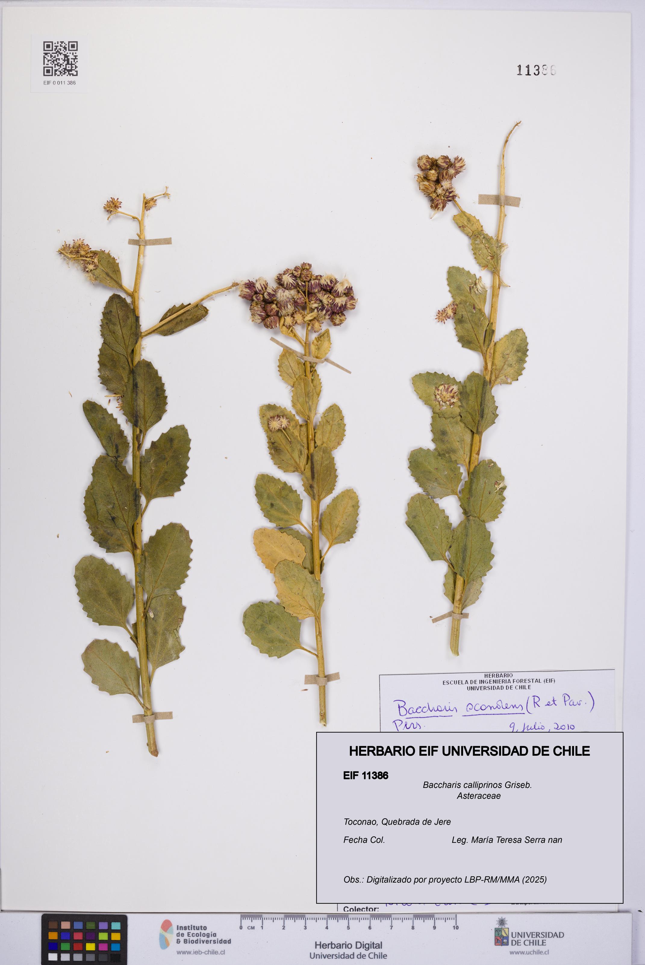 Baccharis calliprinos [Espécimen: UCH:EIF:0011386]