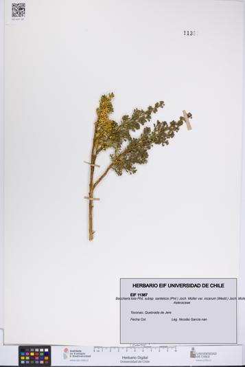 Baccharis tola [Espécimen: UCH:EIF:0011387]