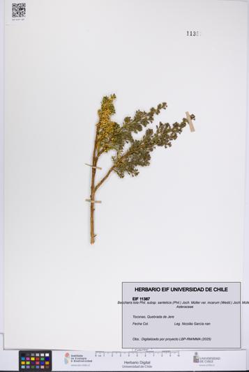 Baccharis tola subsp. santelicis var. incarum [Espécimen: UCH:EIF:0011387]