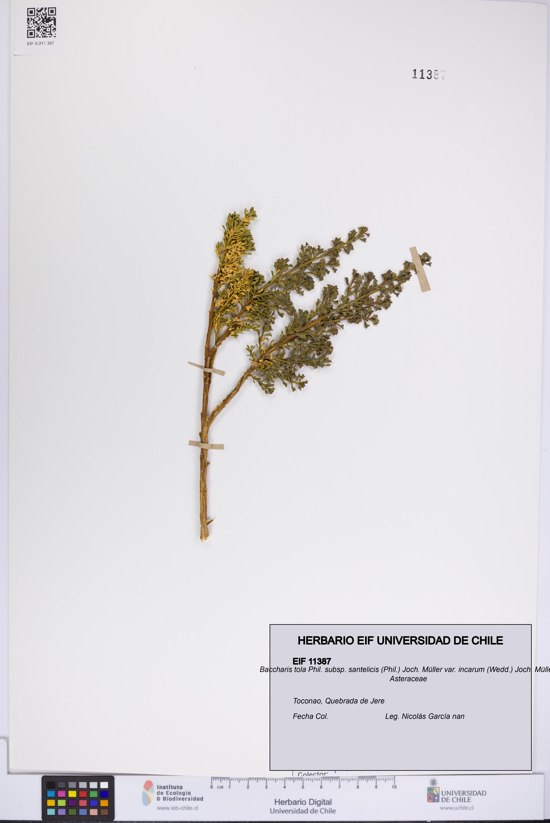 Baccharis tola [Espécimen: UCH:EIF:0011387]