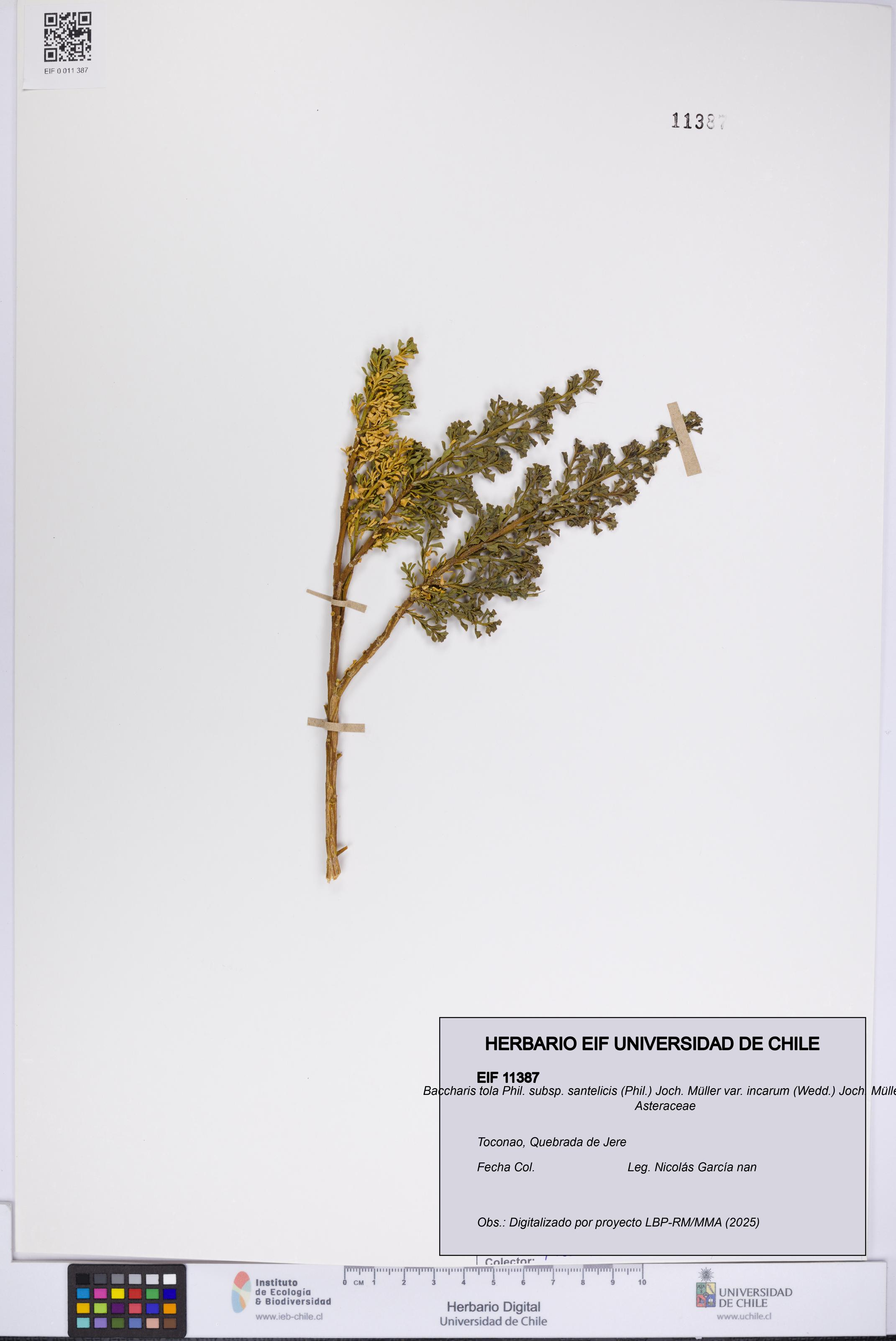 Baccharis tola subsp. santelicis var. incarum [Espécimen: UCH:EIF:0011387]
