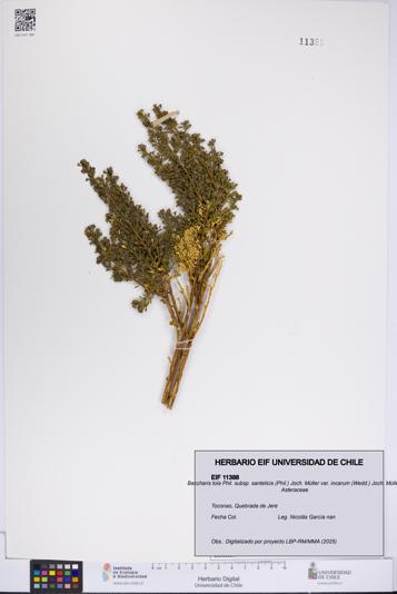Baccharis tola subsp. santelicis var. incarum [Espécimen: UCH:EIF:0011388]