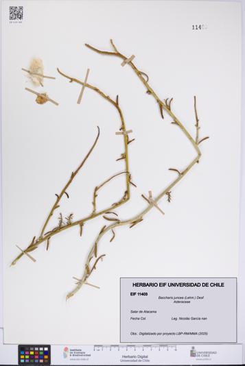Baccharis juncea [Espécimen: UCH:EIF:0011403]