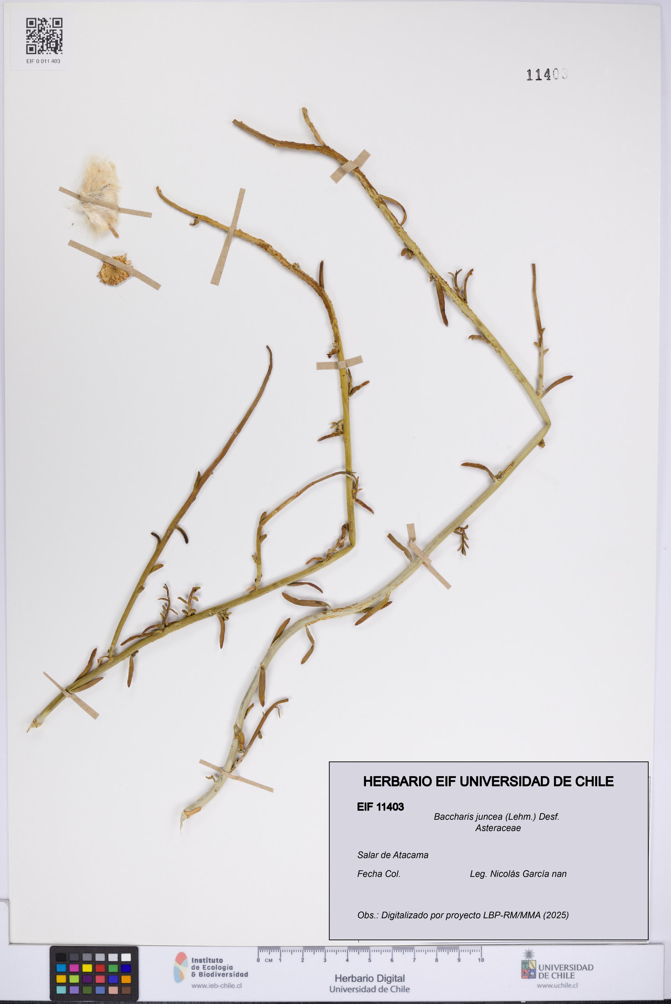 Baccharis juncea [Espécimen: UCH:EIF:0011403]