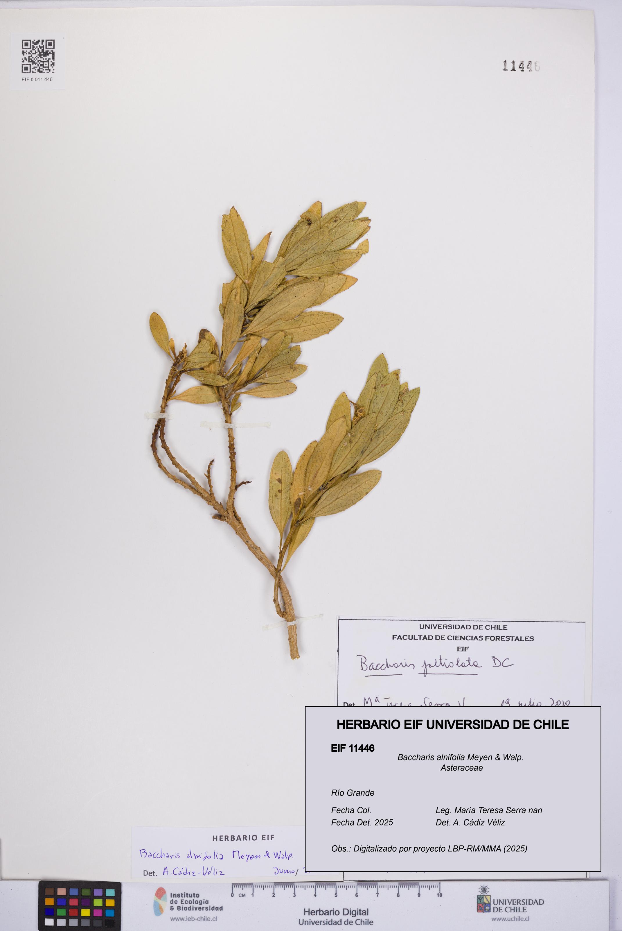 Baccharis alnifolia [Espécimen: UCH:EIF:0011446]
