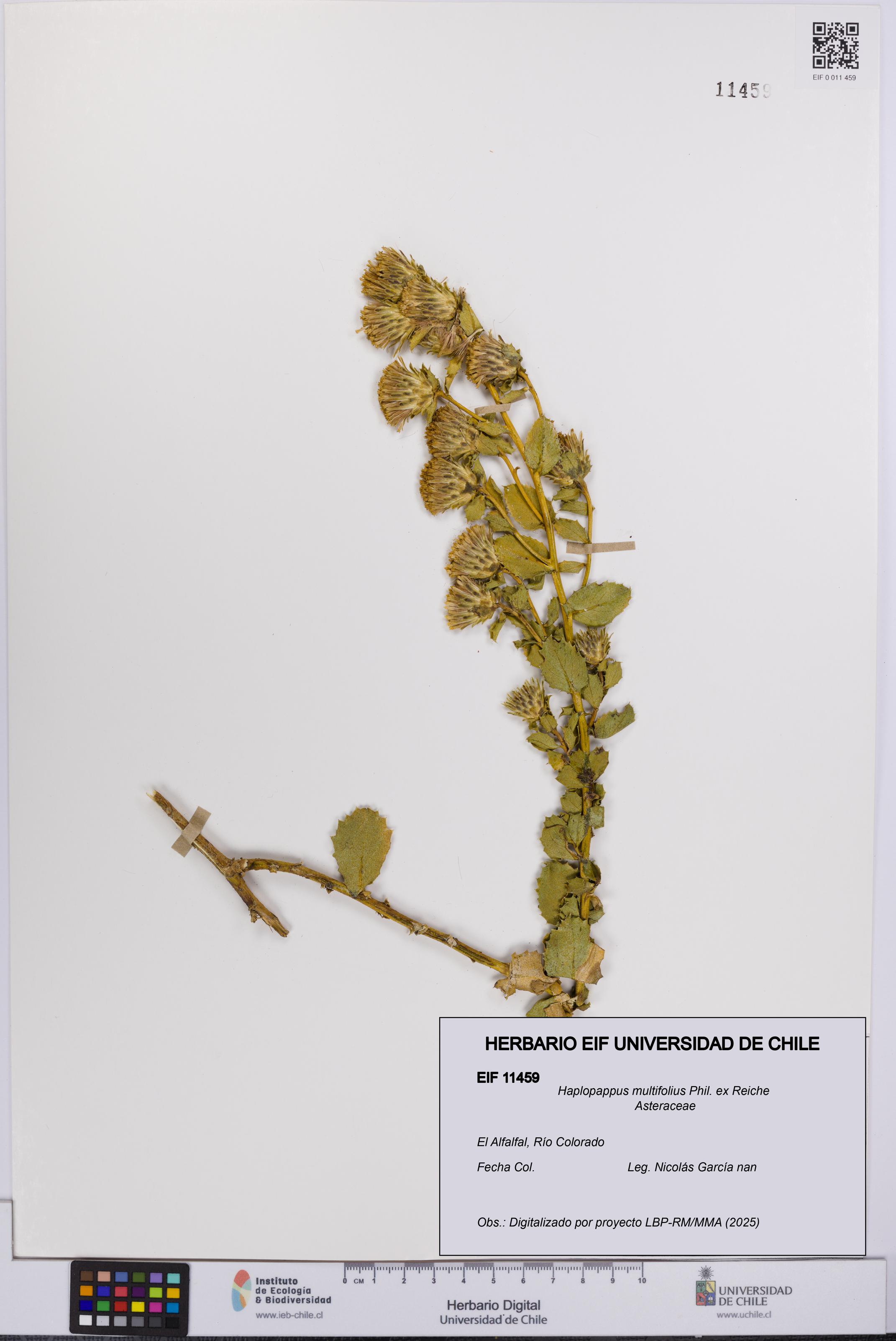 Haplopappus multifolius [Espécimen: UCH:EIF:0011459]