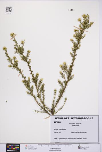 Baccharis neaei [Espécimen: UCH:EIF:0011461]