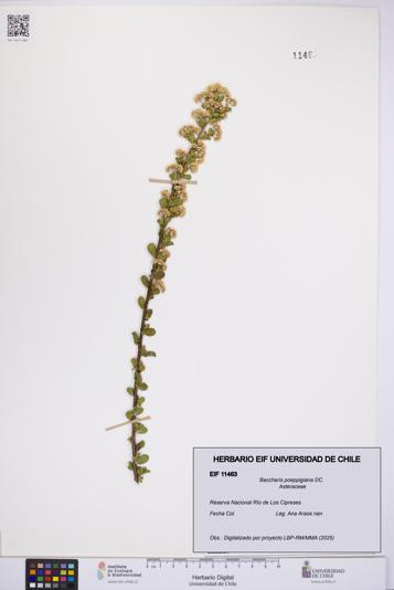 Baccharis poeppigiana [Espécimen: UCH:EIF:0011463]