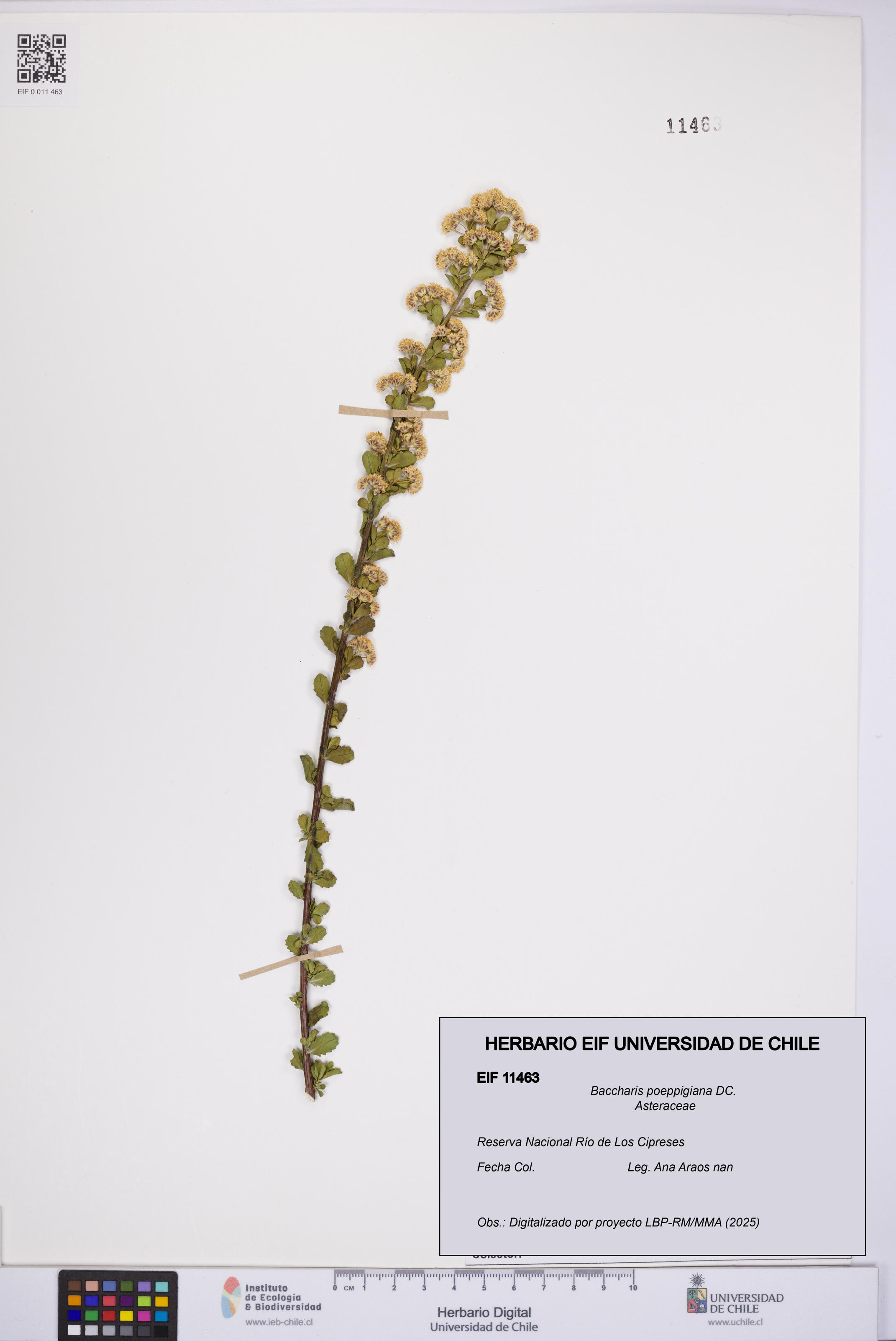 Baccharis poeppigiana [Espécimen: UCH:EIF:0011463]