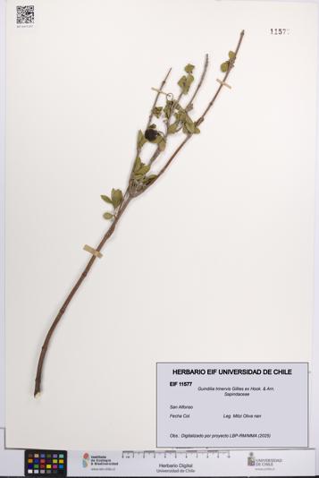 Guindilia trinervis [Espécimen: UCH:EIF:0011577]